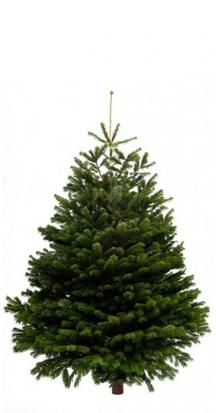 Nordmann Fir ~ 4ft Christmas Tree
